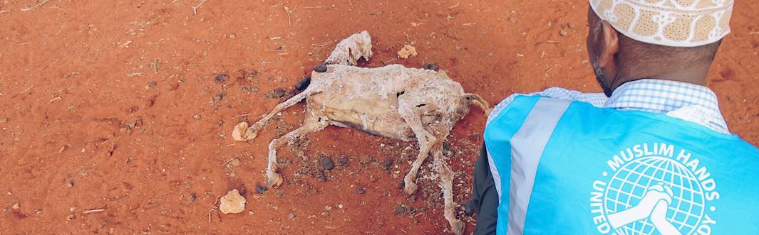 Maryam Jamageedi a perdu la moitié de son bétail